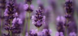 Lavendel pflanzen pflegen