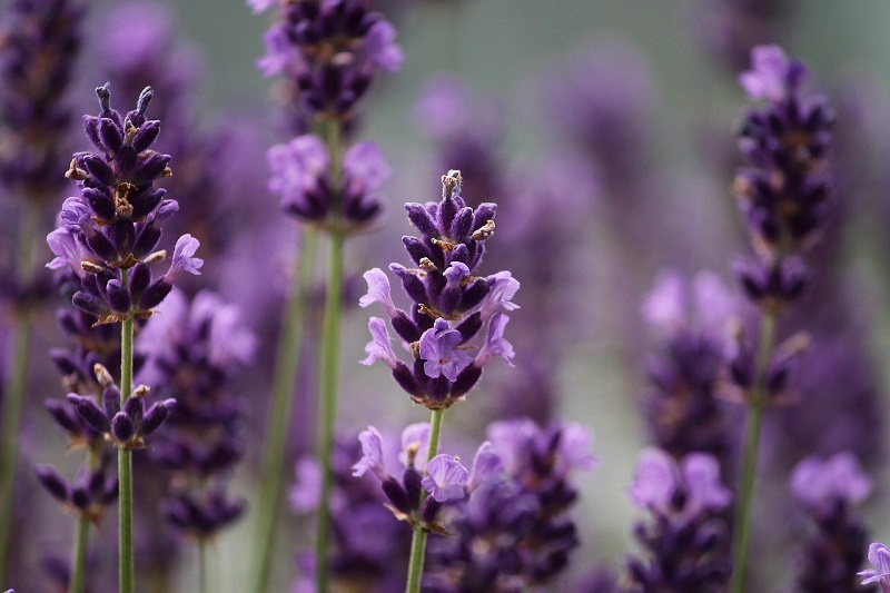 Lavendel pflanzen pflegen