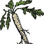 Meerrettich anbauen so gelingt es im eigenen Garten Tutova.de