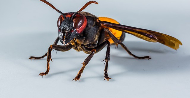 Was ist bei einem Wespenstich beim Hund zu machen? Tutova.de